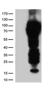 CD5 Antibody in Western Blot (WB)