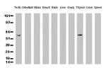CD5 Antibody in Western Blot (WB)