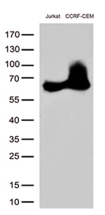 CD5 Antibody in Western Blot (WB)