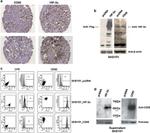 CD55 Antibody in Flow Cytometry (Flow)