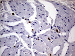 CD63 Antibody in Immunohistochemistry (Paraffin) (IHC (P))