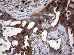 CD63 Antibody in Immunohistochemistry (Paraffin) (IHC (P))