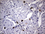 CD63 Antibody in Immunohistochemistry (Paraffin) (IHC (P))