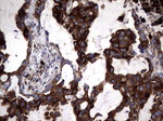 CD63 Antibody in Immunohistochemistry (Paraffin) (IHC (P))