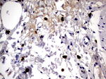 CD63 Antibody in Immunohistochemistry (Paraffin) (IHC (P))