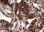 CD63 Antibody in Immunohistochemistry (Paraffin) (IHC (P))