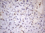 CD63 Antibody in Immunohistochemistry (Paraffin) (IHC (P))