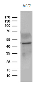 CD63 Antibody in Western Blot (WB)