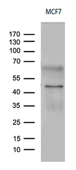 CD63 Antibody in Western Blot (WB)