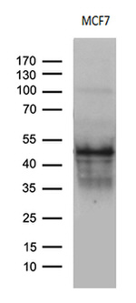 CD63 Antibody in Western Blot (WB)
