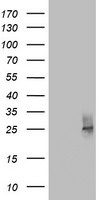 CD63 Antibody in Western Blot (WB)