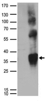 CD63 Antibody in Western Blot (WB)