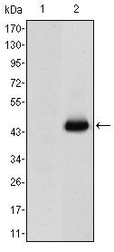 CEA Antibody in Western Blot (WB)
