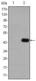 CEA Antibody in Western Blot (WB)