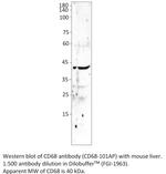 CD68 Polyclonal Antibody