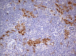 CD68 Antibody in Immunohistochemistry (Paraffin) (IHC (P))