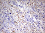CD68 Antibody in Immunohistochemistry (Paraffin) (IHC (P))