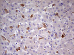 CD68 Antibody in Immunohistochemistry (Paraffin) (IHC (P))