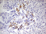CD68 Antibody in Immunohistochemistry (Paraffin) (IHC (P))