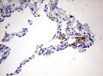 CD68 Antibody in Immunohistochemistry (Paraffin) (IHC (P))