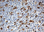 CD68 Antibody in Immunohistochemistry (Paraffin) (IHC (P))