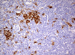 CD68 Antibody in Immunohistochemistry (Paraffin) (IHC (P))