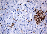 CD68 Antibody in Immunohistochemistry (Paraffin) (IHC (P))