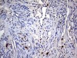 CD68 Antibody in Immunohistochemistry (Paraffin) (IHC (P))