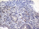 CD68 Antibody in Immunohistochemistry (Paraffin) (IHC (P))