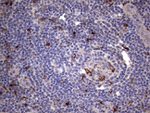 CD68 Antibody in Immunohistochemistry (Paraffin) (IHC (P))