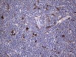 CD68 Antibody in Immunohistochemistry (Paraffin) (IHC (P))