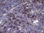 CD68 Antibody in Immunohistochemistry (Paraffin) (IHC (P))