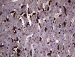 CD68 Antibody in Immunohistochemistry (Paraffin) (IHC (P))