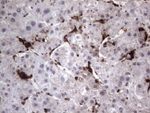 CD68 Antibody in Immunohistochemistry (Paraffin) (IHC (P))