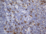 CD68 Antibody in Immunohistochemistry (Paraffin) (IHC (P))