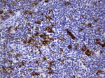CD68 Antibody in Immunohistochemistry (Paraffin) (IHC (P))