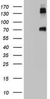 CD68 Antibody in Western Blot (WB)
