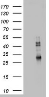CD68 Antibody in Western Blot (WB)