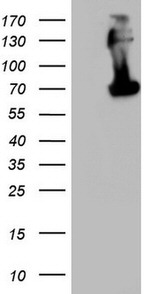 CD68 Antibody in Western Blot (WB)