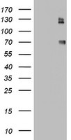 CD68 Antibody in Western Blot (WB)