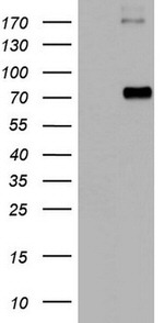 CD68 Antibody in Western Blot (WB)