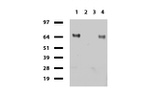 CD68 Antibody in Western Blot (WB)