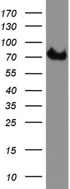 CD68 Antibody in Western Blot (WB)