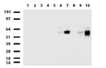 CD68 Antibody in Western Blot (WB)