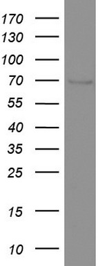 CD68 Antibody in Western Blot (WB)