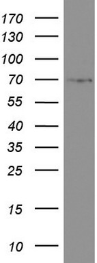 CD68 Antibody in Western Blot (WB)