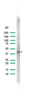 CD68 Antibody in Western Blot (WB)