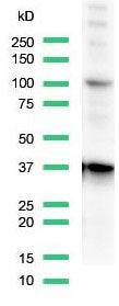 CD68 Antibody in Western Blot (WB)