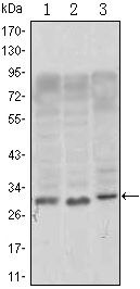 CD69 Antibody in Western Blot (WB)