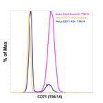 CD71 Antibody